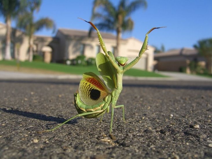 Pic