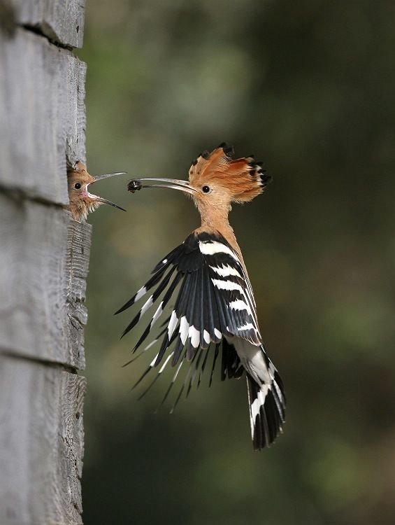 Pic